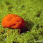 Wassermilbe, Tauchen im Waldsee Groß Düben