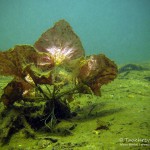 Seerose, Tauchen im Waldsee Groß Düben