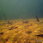 Struktur des Seebodens, Tauchen im Waldsee Groß Düben