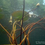 Seerose, Tauchen im Waldsee Groß Düben