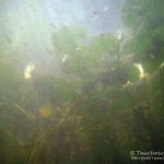 Jungfische, Tauchen im Waldsee Groß Düben