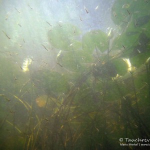 Jungfische. Die nächste Generation