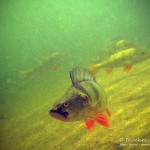 halbstarke Flußbarsche, Tauchen im Waldsee Groß Düben