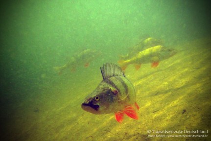 2015_06_17_Waldsee_121