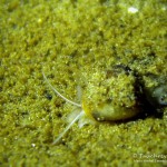 winzige Schnecke, Tauchen im Lübbesee, Tauchen in Brandenburg