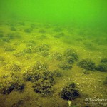 Dreikanmuschelkolonie, Tauchen im Lübbesee, Tauchen in Brandenburg