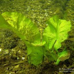 Teichrose, Tauchen im Lübbesee, Tauchen in Brandenburg