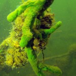 Geweihsüßwasserschwamm, Tauchen im Lübbesee, Tauchen in Brandenburg