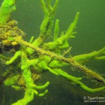 Geweihsüßwasserschwamm, Tauchen im Lübbesee, Tauchen in Brandenburg