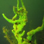 Geweihsüßwasserschwamm, Tauchen im Lübbesee, Tauchen in Brandenburg