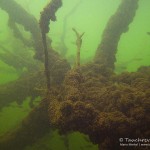 Alter Baum, Tauchen im Lübbesee, Tauchen in Brandenburg