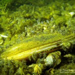 Teichmuschel, Tauchen im Lübbesee, Tauchen in Brandenburg