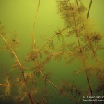 Ähriges Tausendblatt, Tauchen im Heidesee, Tauchen in Brandenburg