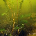 Hornblatt, Tausendblatt, Tauchen im Heidesee, Tauchen in Brandenburg