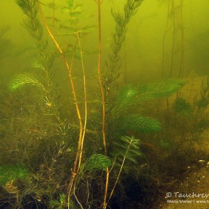 Hornblatt und Tausendblatt