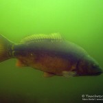 Spiegelkarpfen, Tauchen im Heidesee, Tauchen in Brandenburg