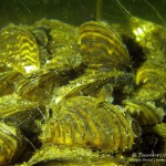 Dreikantmuschelkolonie, Tauchen im Heidesee, Tauchen in Brandenburg