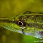 Hecht, Esox Esox, Tauchen im Heidesee, Tauchen in Brandenburg