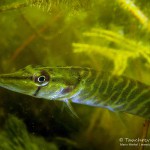 Hecht, Esox Esox, Tauchen im Heidesee, Tauchen in Brandenburg