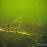 Hecht, Esox Esox, Tauchen im Heidesee, Tauchen in Brandenburg