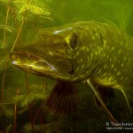 Hecht, Esox Esox, Tauchen im Heidesee, Tauchen in Brandenburg