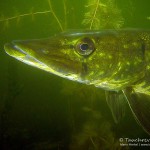 Hecht, Esox, Tauchen im Heidesee, Tauchen in Brandenburg