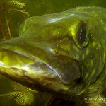 Hecht, Esox, Tauchen im Heidesee, Tauchen in Brandenburg