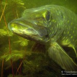 Hecht, Esox, Tauchen im Heidesee, Tauchen in Brandenburg