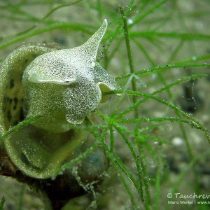 Ohrschlammschnecke