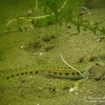 Steinbeißer (Cobitis taenia), Dorngrundel, Tauchen im Werbellinsee