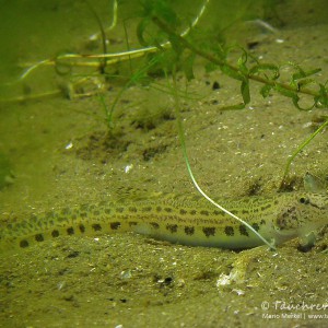 Steinbeißer (Cobitis taenia), Dorngrundel