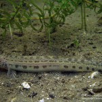 Steinbeißer (Cobitis taenia), Dorngrundel, Tauchen im Werbellinsee