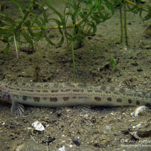 Steinbeißer (Cobitis taenia), Dorngrundel