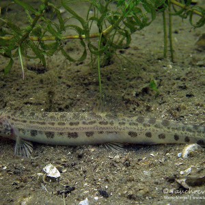 Steinbeißer (Cobitis taenia), Dorngrundel