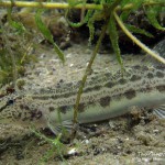 Steinbeißer (Cobitis taenia), Dorngrundel, Tauchen im Werbellinsee