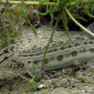 Beobachtungen im Werbellinsee