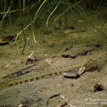 Steinbeißer (Cobitis taenia), Dorngrundel, Tauchen im Werbellinsee