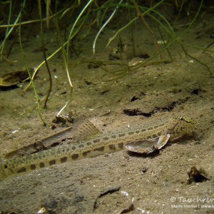 Steinbeißer (Cobitis taenia), Dorngrundel