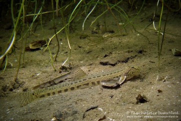 2015_06_30_Werbellinsee_123