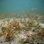 Hornblättrige Armleuchteralge, Tauchen im Werbellinsee