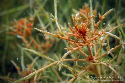 2015_07_09_Werbellinsee_104