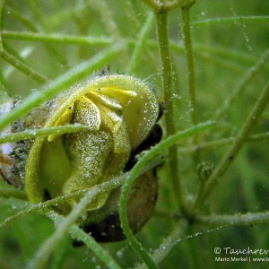 Ohrschlammschnecke