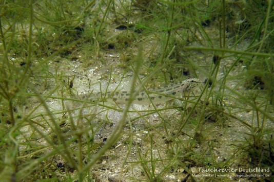 2015_07_09_Werbellinsee_107