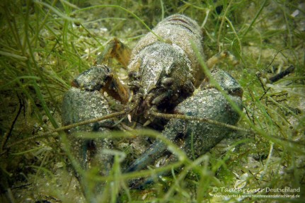 2015_07_09_Werbellinsee_109