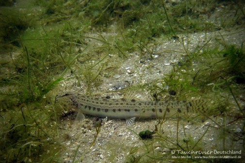 2015_07_09_Werbellinsee_111