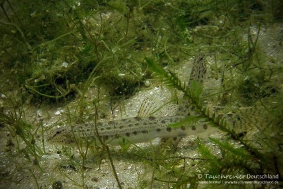 2015_07_09_Werbellinsee_113