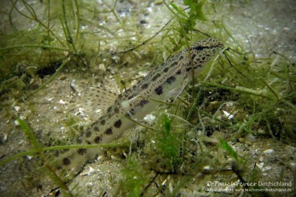 2015_07_09_Werbellinsee_114