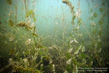 2015_07_09_Werbellinsee_116