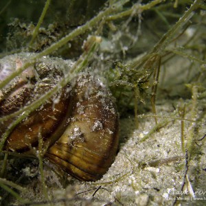 Sumpfdeckelschnecke