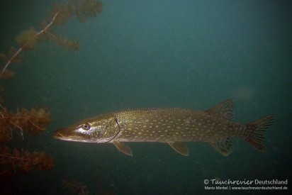 2015_07_09_Werbellinsee_123